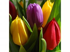 2_Tulips.jpg