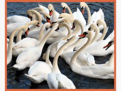 8_Swans.jpg
