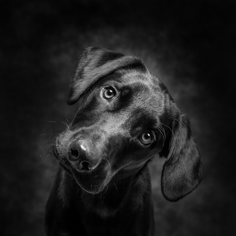 50887883826 55050cb792 k